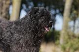 BOUVIER DES FLANDRES 313